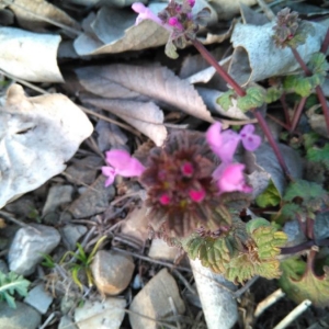 Photographie n°2143187 du taxon Lamium amplexicaule L.