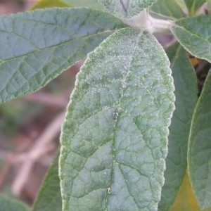 Photographie n°2143189 du taxon Buddleja davidii Franch. [1887]