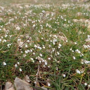 Photographie n°2143266 du taxon Draba verna L. [1753]