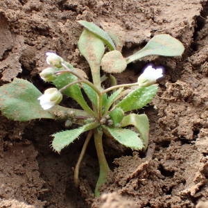 Photographie n°2143268 du taxon Draba verna L. [1753]