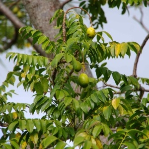 Photographie n°2143433 du taxon Spondias cytherea Sonn.