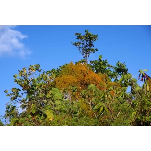 Cuscuta americana L. (Bejuco de mona)