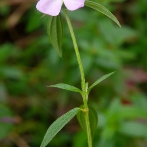 Photographie n°2143458 du taxon Pterolepis glomerata (Rottb.) Miq.