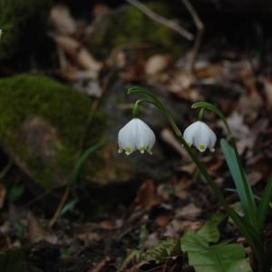 Photographie n°2143474 du taxon Leucojum vernum L. [1753]