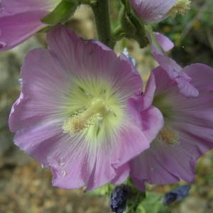 Photographie n°2143535 du taxon Alcea biennis Winterl