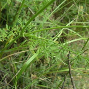 Photographie n°2143541 du taxon Orlaya grandiflora (L.) Hoffm. [1814]