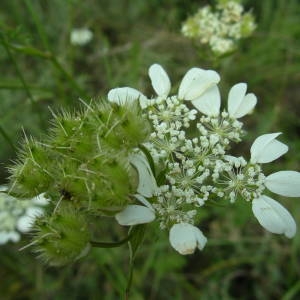 Photographie n°2143542 du taxon Orlaya grandiflora (L.) Hoffm. [1814]