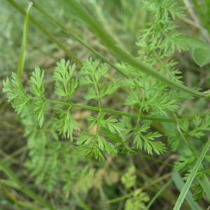 Photographie n°2143543 du taxon Orlaya grandiflora (L.) Hoffm. [1814]