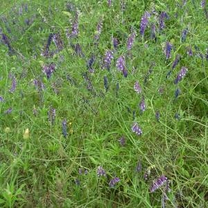 Photographie n°2143544 du taxon Vicia dasycarpa Ten.