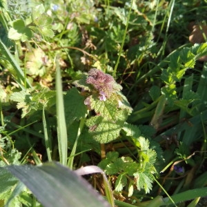 Photographie n°2143567 du taxon Lamium purpureum L. [1753]