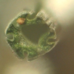 Photographie n°2143576 du taxon Romulea bulbocodium (L.) Sebast. & Mauri [1818]