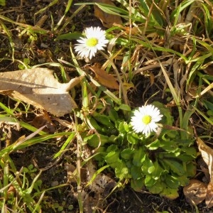 Photographie n°2143596 du taxon Bellis perennis L. [1753]