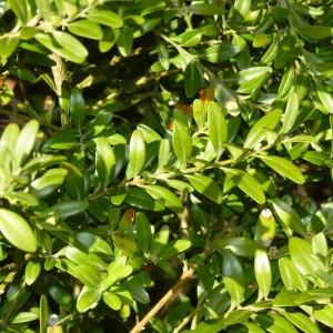 Photographie n°2143599 du taxon Buxus sempervirens L. [1753]