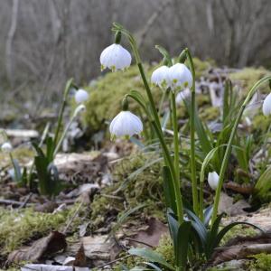 Photographie n°2143653 du taxon Leucojum vernum L.