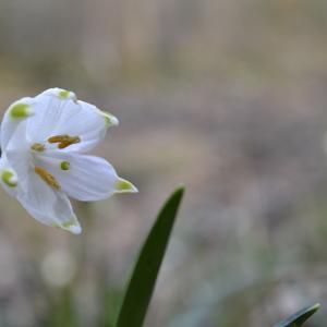 Photographie n°2143654 du taxon Leucojum vernum L.