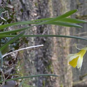 Photographie n°2143656 du taxon Narcissus pseudonarcissus L. [1753]