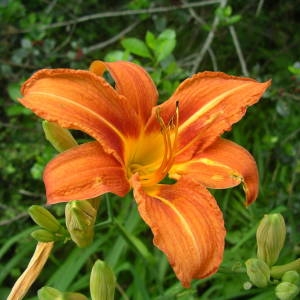 Photographie n°2143692 du taxon Hemerocallis fulva (L.) L. [1762]