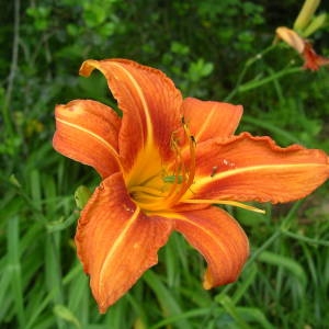 Photographie n°2143693 du taxon Hemerocallis fulva (L.) L. [1762]