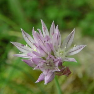 Photographie n°2143698 du taxon Allium schoenoprasum L. [1753]