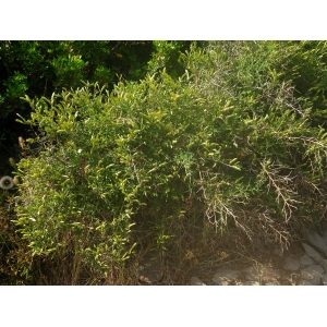 Cytisus infestus (C.Presl) Guss.