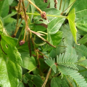 Photographie n°2143746 du taxon Mimosa pudica L.
