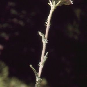 Photographie n°2143770 du taxon Achillea odorata L. [1759]