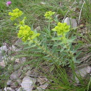 Photographie n°2143787 du taxon Euphorbia nicaeensis All. [1785]