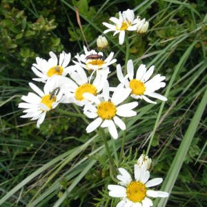 Photographie n°2143794 du taxon Tanacetum corymbosum (L.) Sch.Bip. [1844]