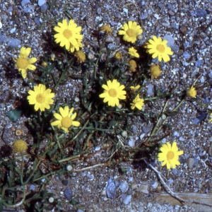 Photographie n°2143829 du taxon Glebionis segetum (L.) Fourr. [1869]