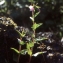  Liliane Roubaudi - Epilobium alsinifolium Vill. [1779]