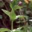  Liliane Roubaudi - Epilobium alpestre (Jacq.) Krock. [1787]