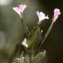  Liliane Roubaudi - Epilobium alsinifolium Vill. [1779]