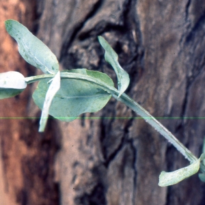 Photographie n°2143906 du taxon Eucalyptus globulus Labill. [1800]