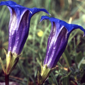 Photographie n°2143912 du taxon Gentiana angustifolia Vill. [1787]