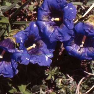 Photographie n°2143913 du taxon Gentiana angustifolia Vill. [1787]