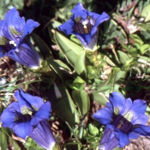 Photographie n°2143920 du taxon Gentiana angustifolia Vill. [1787]