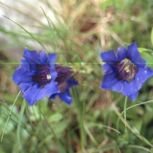 Photographie n°2143921 du taxon Gentiana angustifolia Vill. [1787]