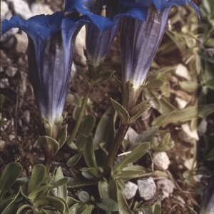 Photographie n°2143923 du taxon Gentiana angustifolia Vill. [1787]