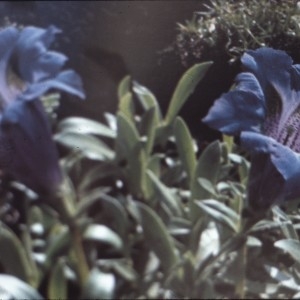Photographie n°2143924 du taxon Gentiana angustifolia Vill. [1787]