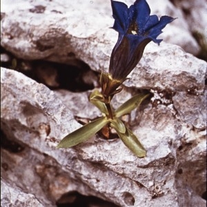 Photographie n°2143926 du taxon Gentiana angustifolia Vill. [1787]