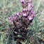  Liliane Roubaudi - Gentiana germanica subsp. germanica 