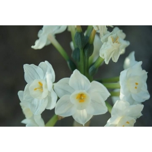 Narcissus papyraceus Ker Gawl. subsp. papyraceus (Paper-white Daffodil)