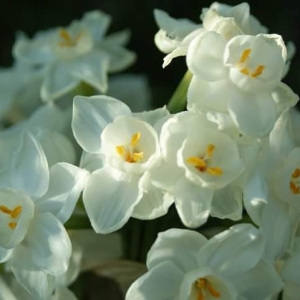 Photographie n°2144013 du taxon Narcissus papyraceus subsp. papyraceus 
