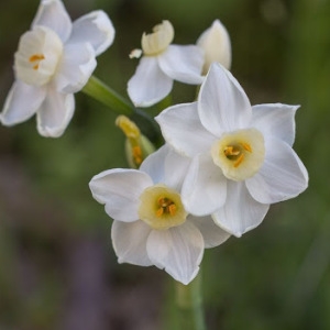 Photographie n°2144014 du taxon Narcissus papyraceus subsp. papyraceus 