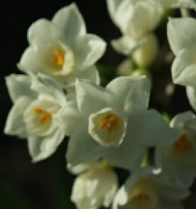  - Narcissus papyraceus subsp. papyraceus 