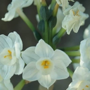  - Narcissus papyraceus subsp. papyraceus 