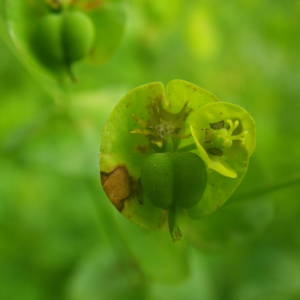 Photographie n°2144033 du taxon Euphorbia amygdaloides L. [1753]