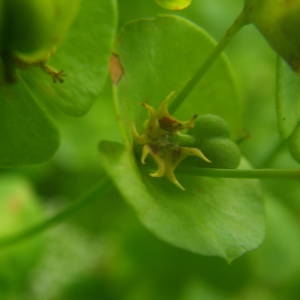 Photographie n°2144037 du taxon Euphorbia amygdaloides L. [1753]