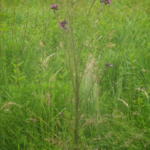 Photographie n°2144039 du taxon Cirsium palustre (L.) Scop. [1772]