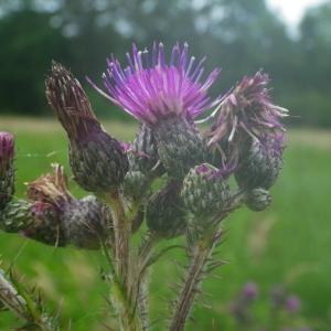 Photographie n°2144040 du taxon Cirsium palustre (L.) Scop. [1772]